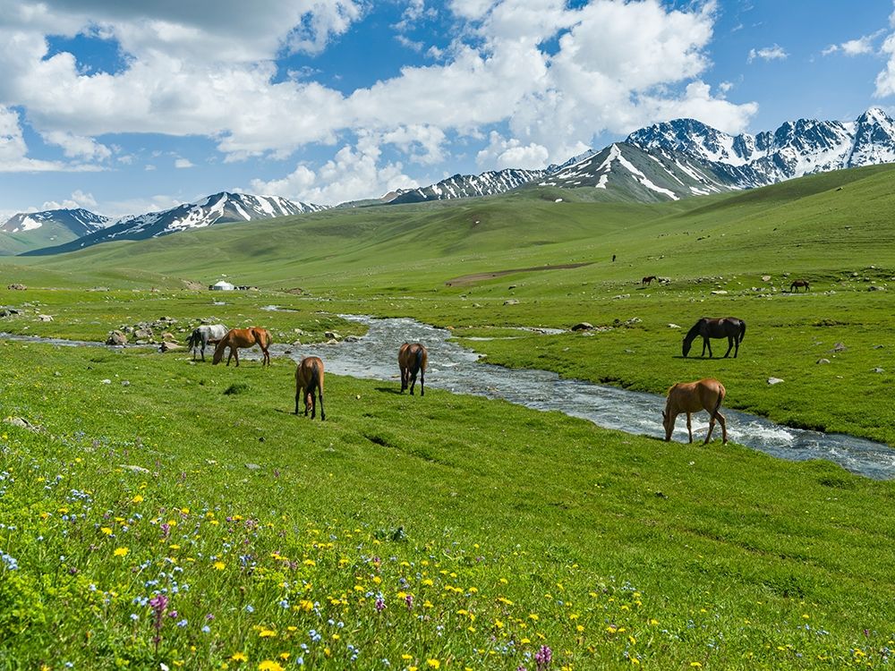 Horses on summer pasture The Suusamyr plain-a high valley in Tien Shan Mountains-Kyrgyzstan art print by Martin Zwick for $57.95 CAD